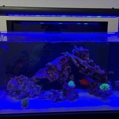 ZOOX ラグーンシャイナー60＋シャイナーアルミニウムラックの画像