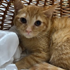 ⚽️茶トラの仔猫⚽️