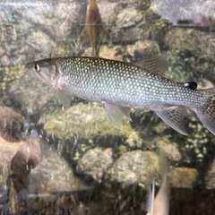 アフリカンパイクカラシンの画像