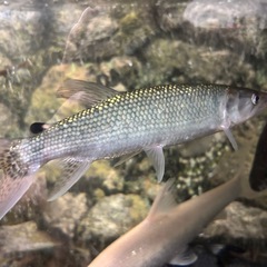 アフリカンパイクカラシンの画像