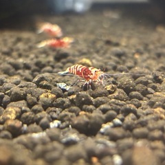 【練習・立ち上げ用】 レッドファンシータイガーシュリンプ 扱いやすい実用個体  1匹600円〜 の画像