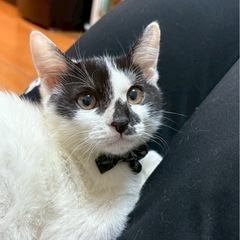 お遊び大好き甘えんぼねこ♡