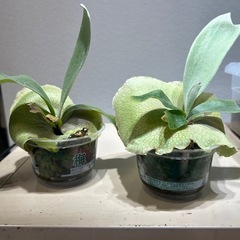 ビカクシダ　e1　 子株の画像