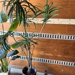 観葉植物！造花！２本セット！高さ約1500/1300/の画像