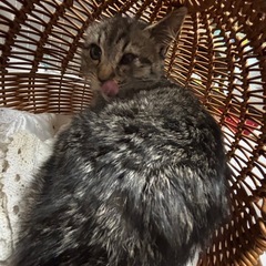 ⚽️🐈‍⬛キジトラの仔猫🐈‍⬛⚽️