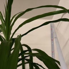 ドラセナ　カンボジアーナ　の画像