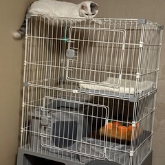 猫 トイレ付きケージの画像