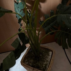 受付終了の画像