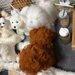 3日まで安くします！トリマー2級教材一式の画像