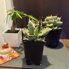 アガベ　シーザーの画像