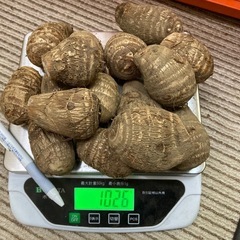 里芋、八つ頭、京芋🉐お正月に里芋いかがですか？の画像