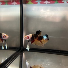 ③ベタ プラカット オスの画像