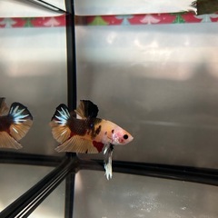 ③ベタ プラカット オスの画像