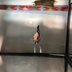 ③ベタ プラカット オスの画像