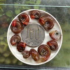     【自家繁殖 】  『 レッドラムズホーン 』 10匹の画像