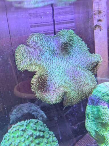 ウミキノコ メタリックグリーン  特大