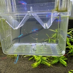 グッピー　MIX 10匹の画像