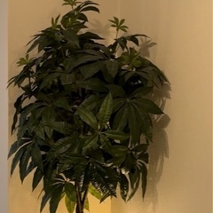 綺麗なパキラ　造花の画像