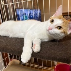 茶白　甘えん坊男の子