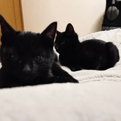 人懐こい🐈‍⬛男の子《2ヶ月》