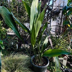 アスピディストラの画像