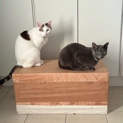 収納　衣装箱　つづら　アンティークの画像