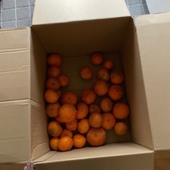 生搾りみかんジュース用みかん。の画像