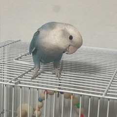 コザクラインコ　1歳たぶん♂