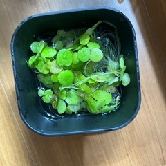 ドワーフアマゾンフロッグピットの画像