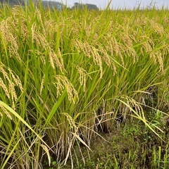 令和7年産「あいちのかおり」10キロ(精米済み)の画像