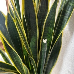 観葉植物　サンスベリア　約90㎝の画像