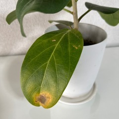 観葉植物　フィカス　約60㎝の画像