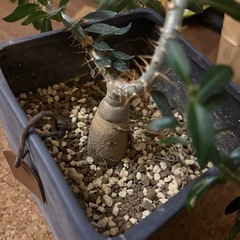 植物　パキポディウム　ビスピノーサム　　アガベ　　王妃雷神の画像