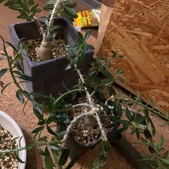 植物　パキポディウム　ビスピノーサム　　アガベ　　王妃雷神の画像