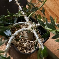 植物　パキポディウム　ビスピノーサム　　アガベ　　王妃雷神の画像