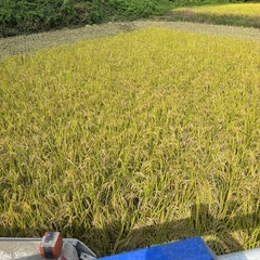 令和7年産「あいちのかおり」10キロの画像