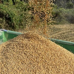 令和7年産「あいちのかおり」10キロの画像