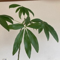 観葉植物の画像