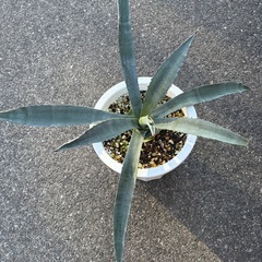 アガベ　アメリカーナ　訳ありの画像