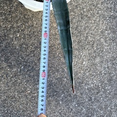 アガベ　アメリカーナ　訳ありの画像