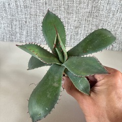 アガベ　パリー　トランカータの画像