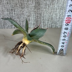 アガベ　パリー　トランカータの画像