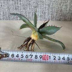 アガベ　パリー　トランカータの画像