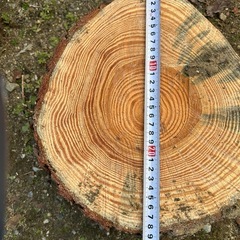 松　切り株の画像