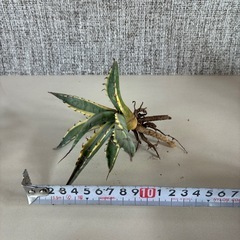 アガベ　スカブラショートリーフの画像