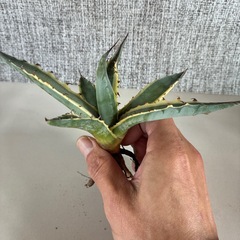 アガベ　スカブラショートリーフの画像