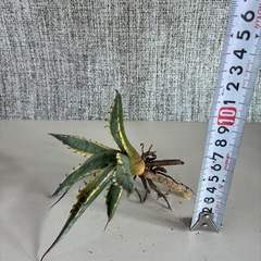 アガベ　スカブラショートリーフの画像