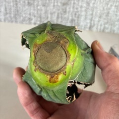 アガベ　白鯨　発根未の画像