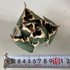 アガベ　白鯨　発根未の画像