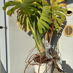モンステラ　約73×71×105cm 鉢付きの画像